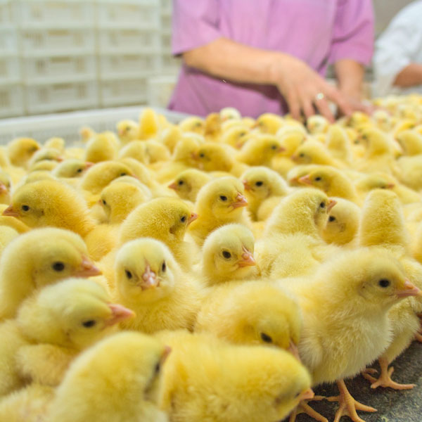 Российское или импортное?